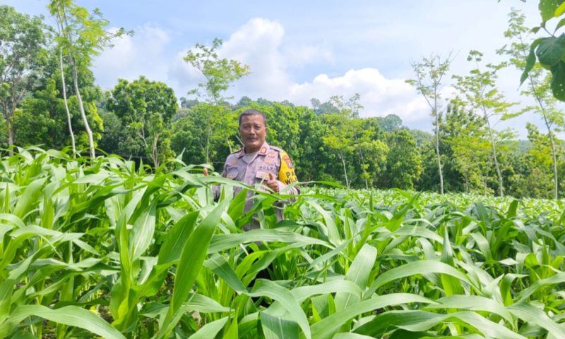 Polres Nganjuk Optimis Hasil Panen Jagung di Ngluyu dan Bagor Akan Memuaskan